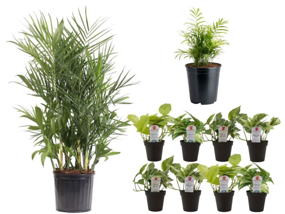 Several green plants in pots