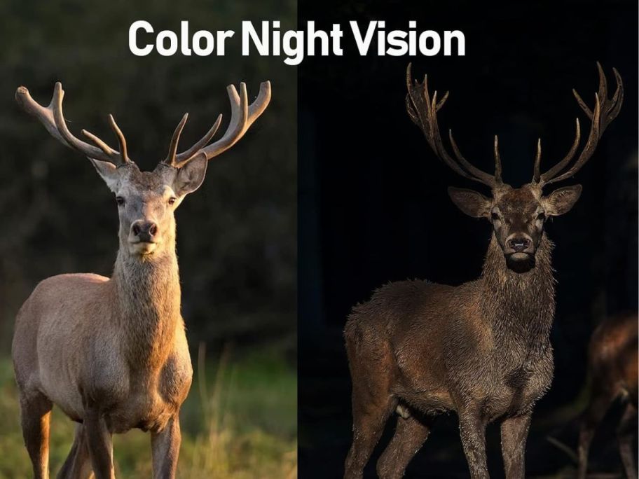 Deer during daylight and nighttime camera exposure