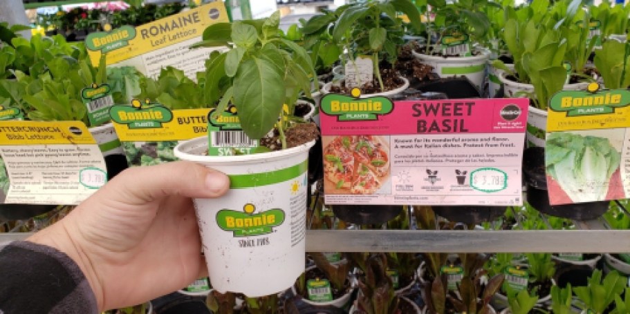 Lowe’s 4th of July Sale Is LIVE | Save on Plants, Grills, Power Tools, & More!
