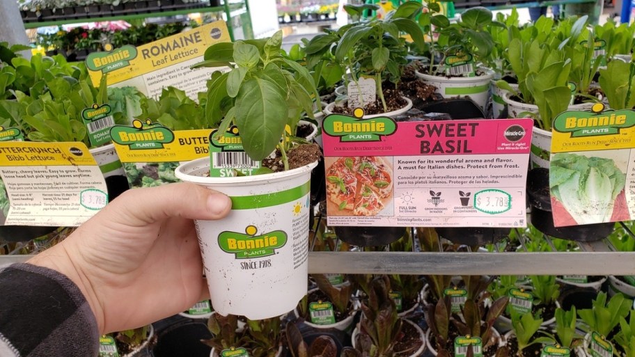 a mans hand holding a potted herb plant