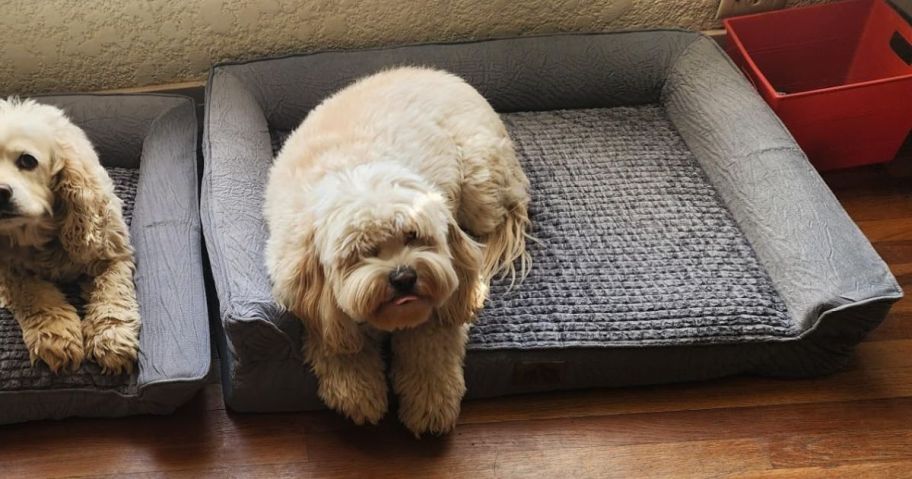 dogs laying on orthopedic dog beds