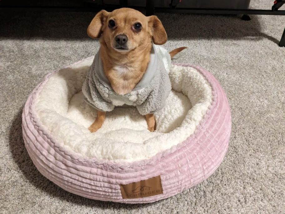 dog sitting in pink orthopedic dog bed