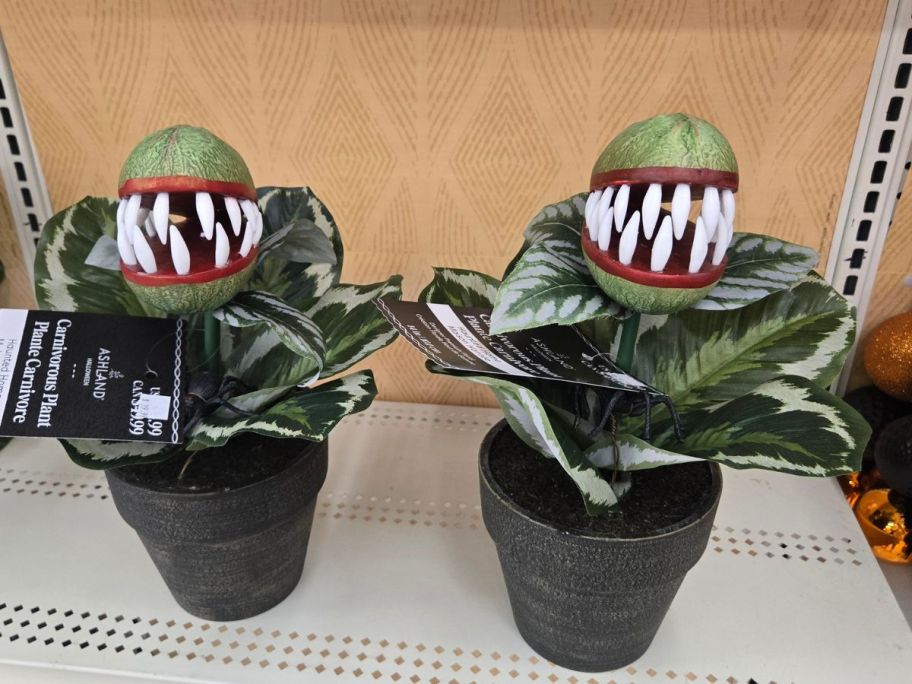 Carnivorous Plants on shelf in store