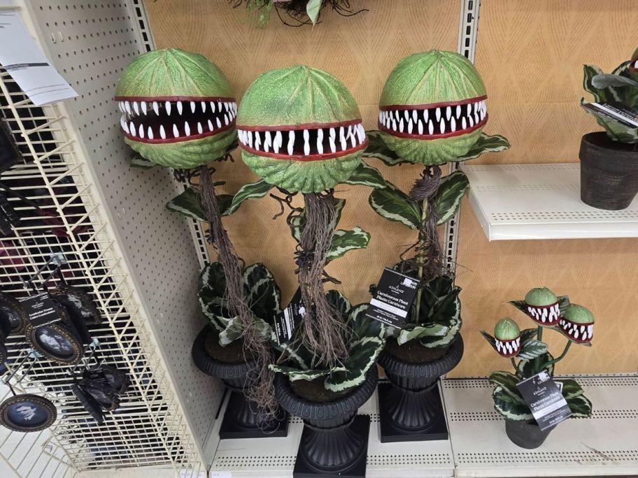 Venus Flytraps on shelf in store