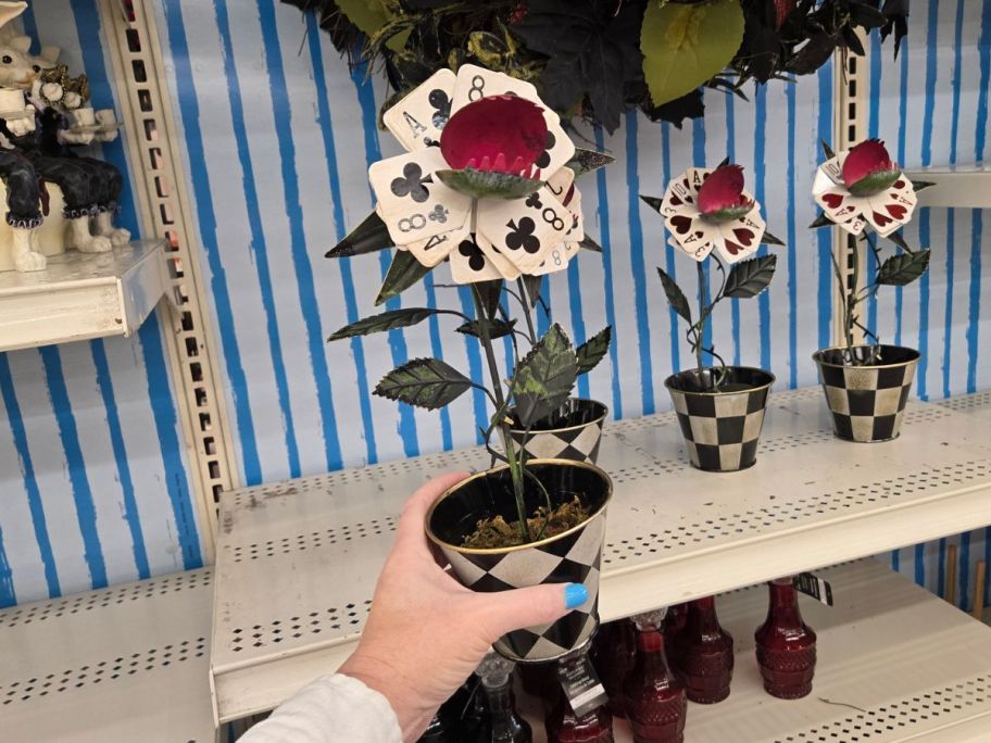Playing Card Flytrap in Diamond Pot in hand in store