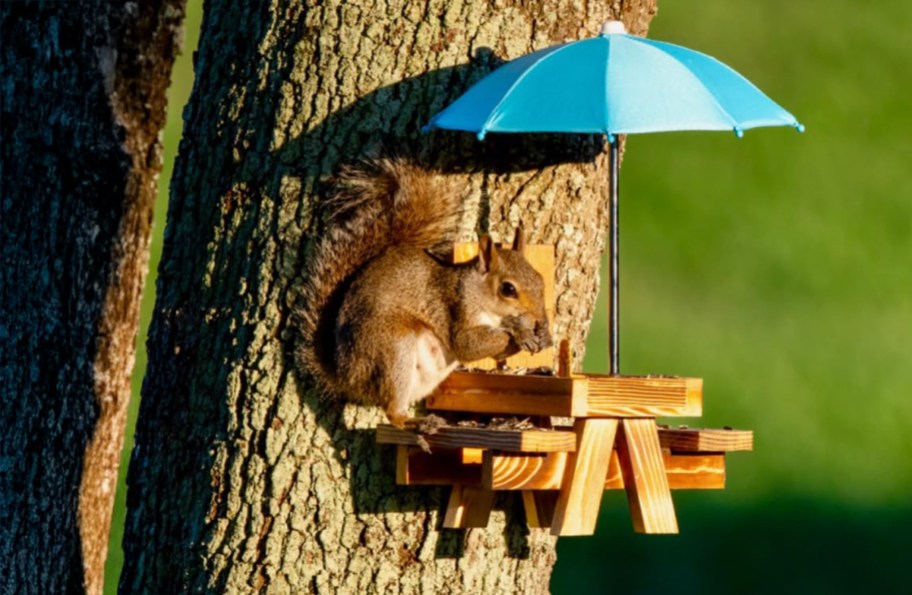 a squirrel sitting on a picnic table feeder