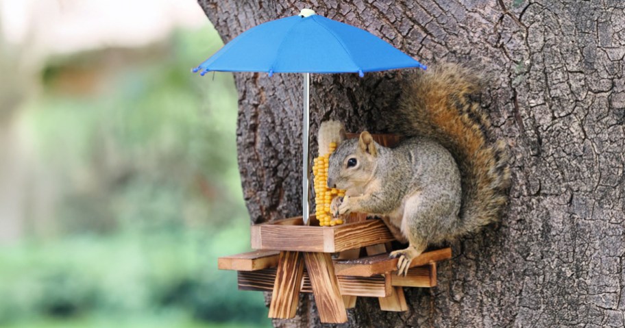squirrel sitting on a picnic table feeder attached to a tree