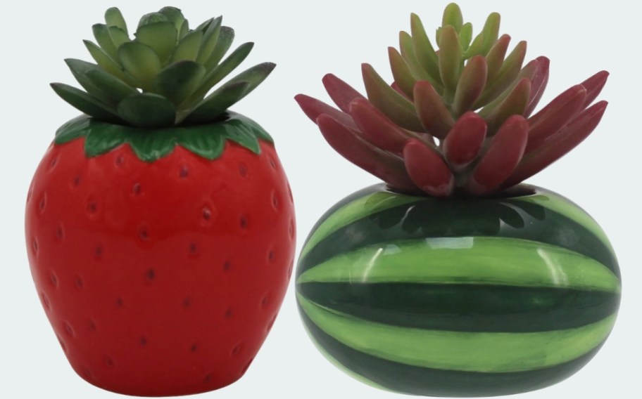 two celebrate together succulent sitablouts