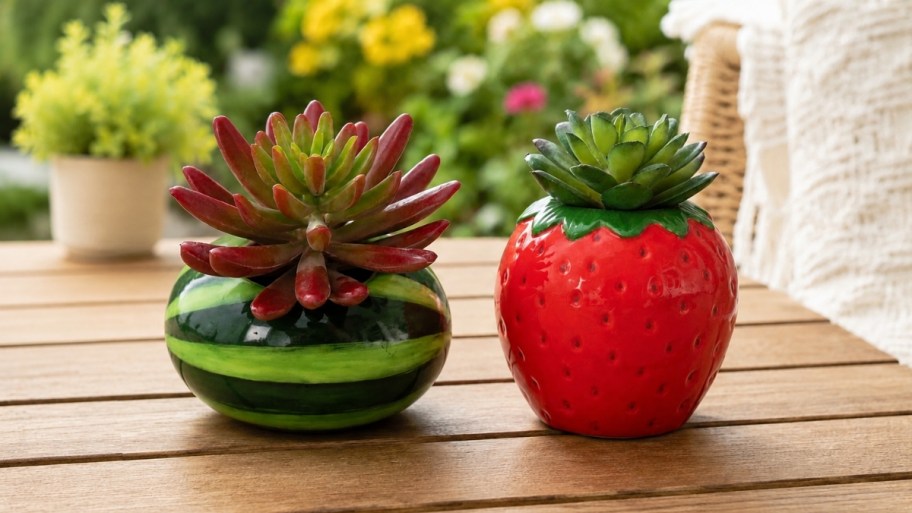 succulent fruit sitabouts