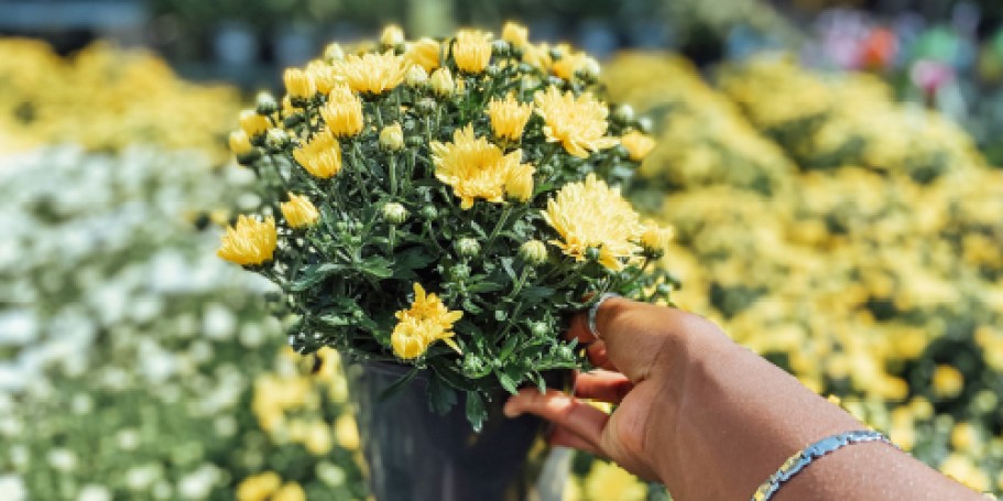GO! Home Depot Fall Mums Start at Just 98¢