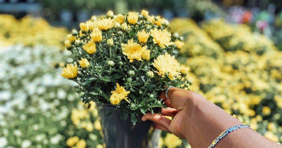 GO! Home Depot Fall Mums Start at Just 98¢