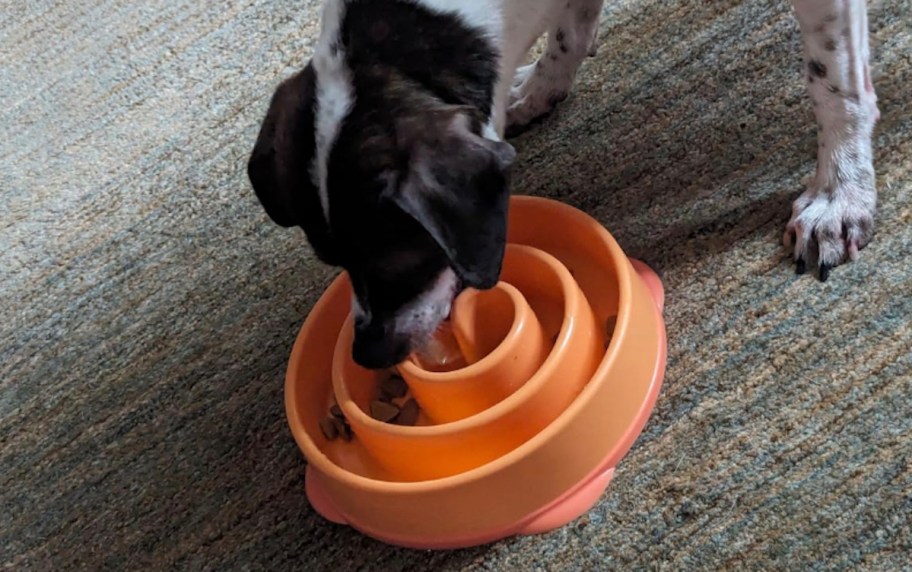 dog eating out of orange slow feeder bowl