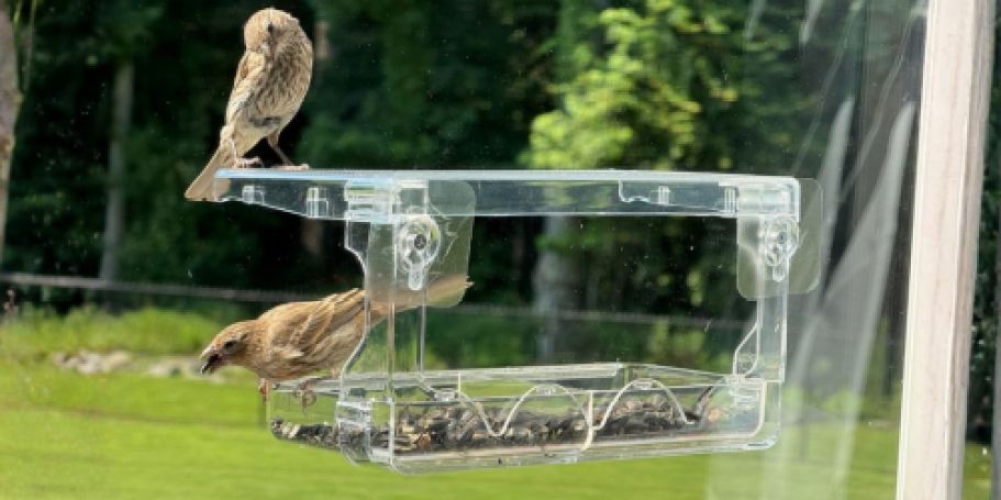 Window Bird Feeder Only $8 Shipped for Amazon Prime Members