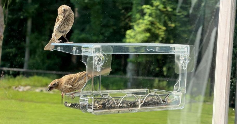 birds sitting on SUNALLY Window Bird Feeder