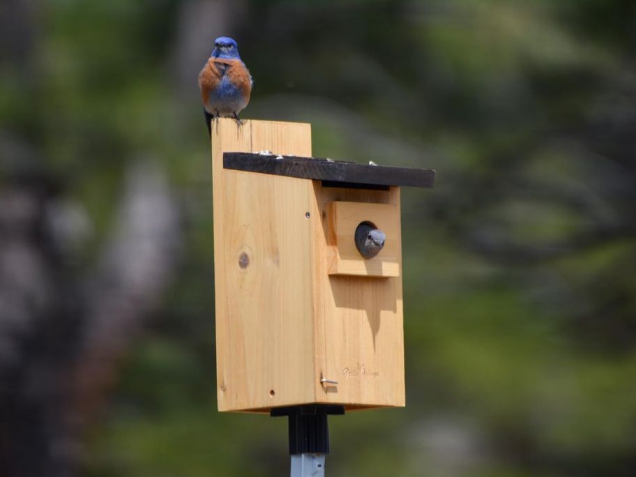 Two blue birds sitting in a cedar bird house in a post