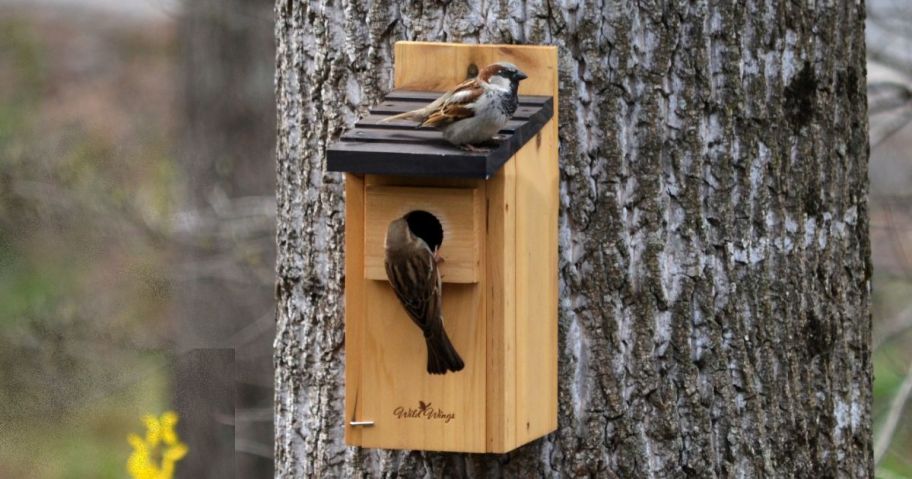 birds on cedar bird house mounted on tree