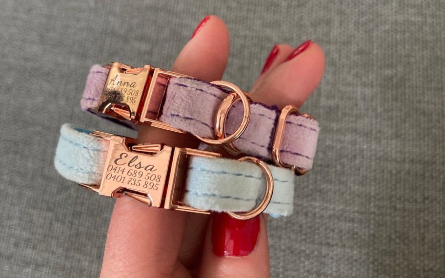 hand holding small velvet blue and purple animal pet collars with names and number