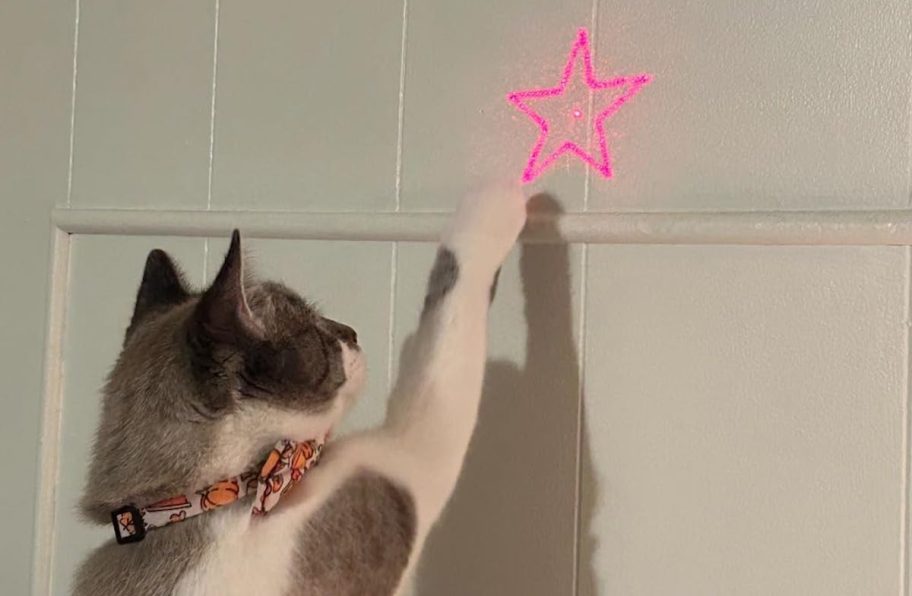 cat playing with laser pointer star on white wall