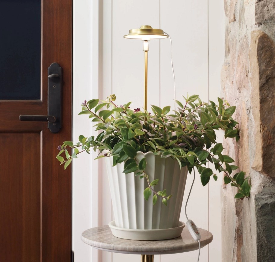 brass plant grow light