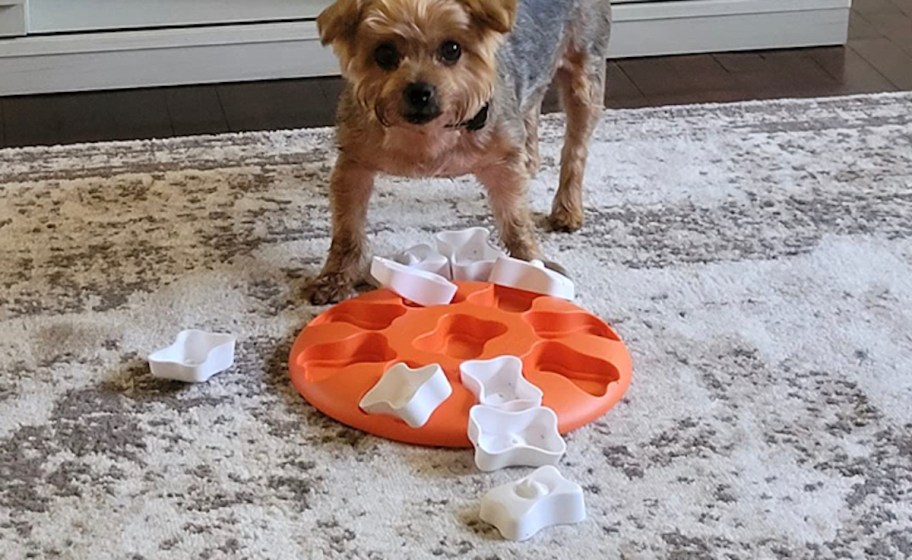 dog standing over dog treat toy puzzle with treats