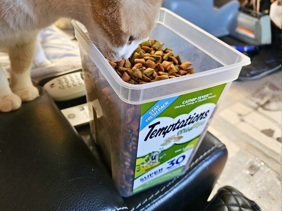 a cat looking into a large tub of Temptations Cat Treats