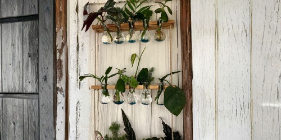 Wall Hanging Propagation Stations from $10.79 on Amazon (Regularly $18)