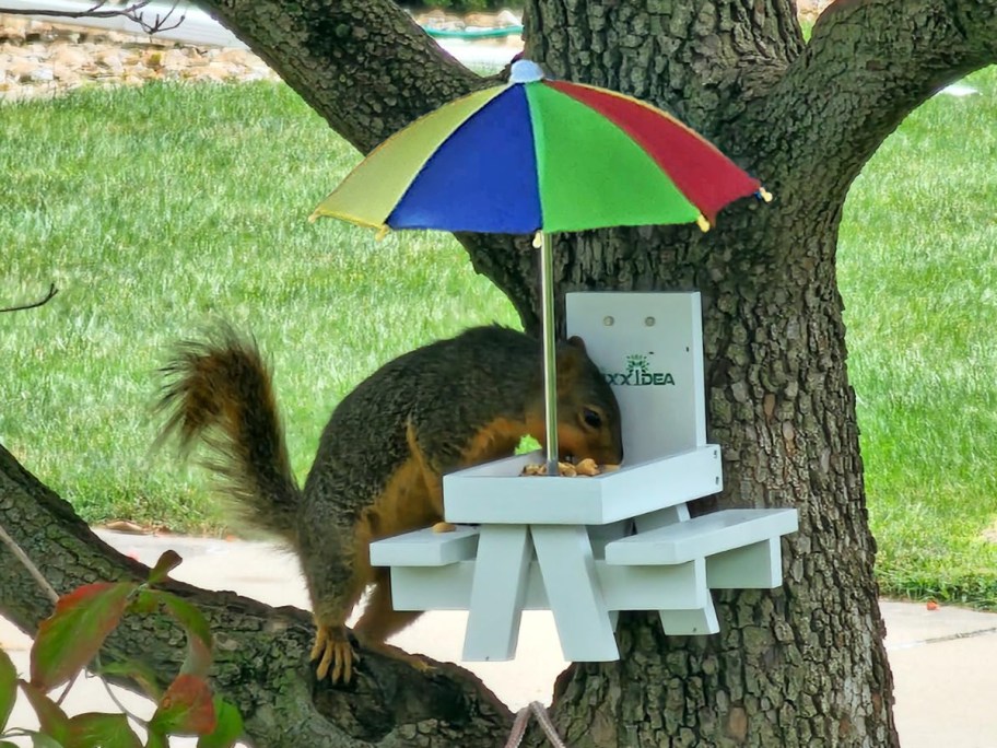 squirrel eating at a mini picnic table attached to a tree