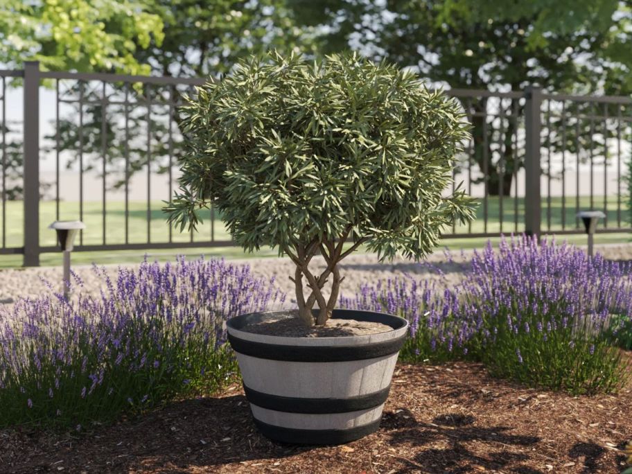 Style Selections Whiskey Barrel Planter with a small tree in it