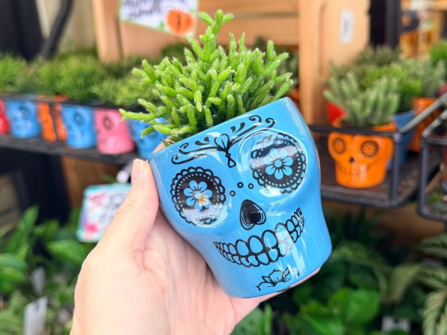 Mini Succulent Ceramic Skull