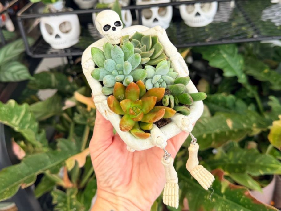 Trader joe's bare bones succulent plant