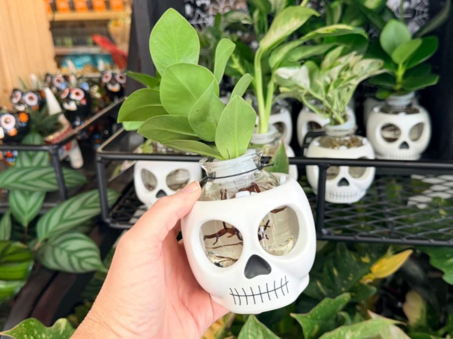 Trader Joe's Water Root Skull Plant