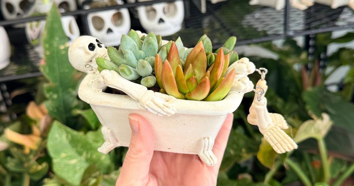 Adorable Trader Joe’s Spooky Succulent Garden + More New Plants Spotted!