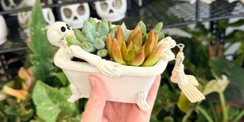 Adorable Trader Joe’s Spooky Succulent Garden + More New Plants Spotted!