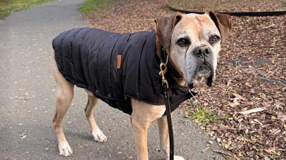 dog in a black puffer jacket outside for a walk