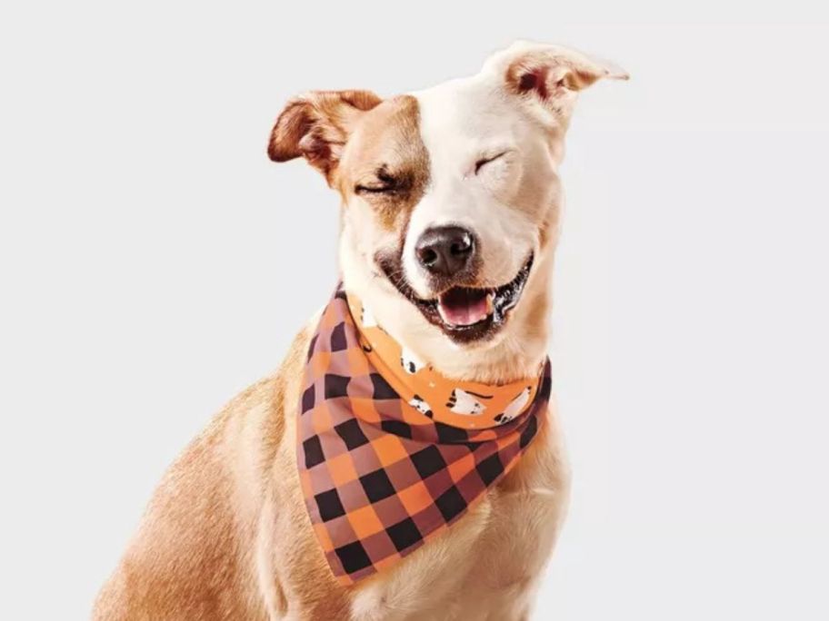 Dog wearing a Halloween bandana