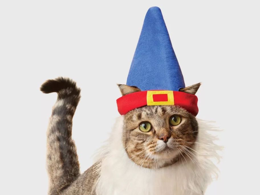 Cat wearing a Gnome headpiece costume
