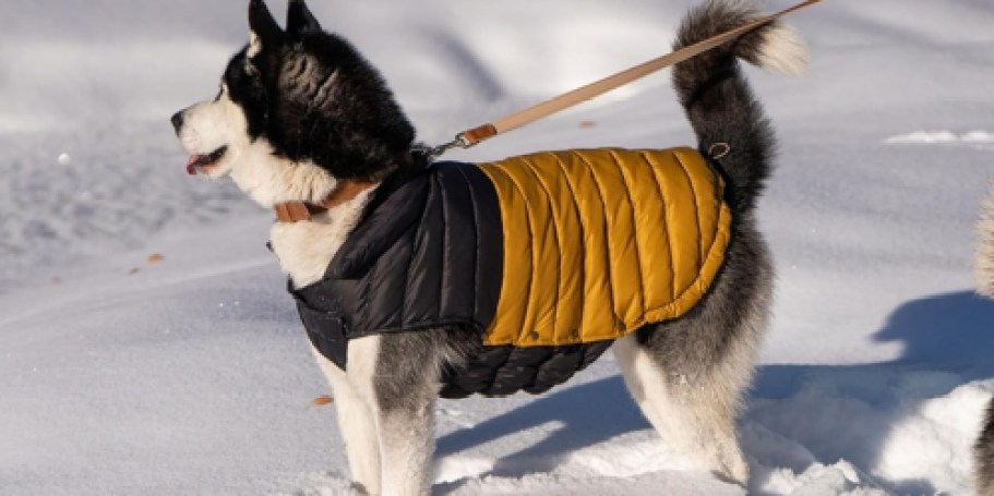 Pet Down Puffer Jacket from $9.88 Shipped on Amazon (Regularly $40+)