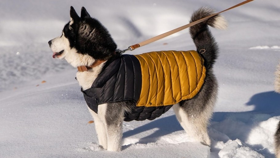 Pet Down Puffer Jacket from $9.88 Shipped on Amazon (Regularly $40+)