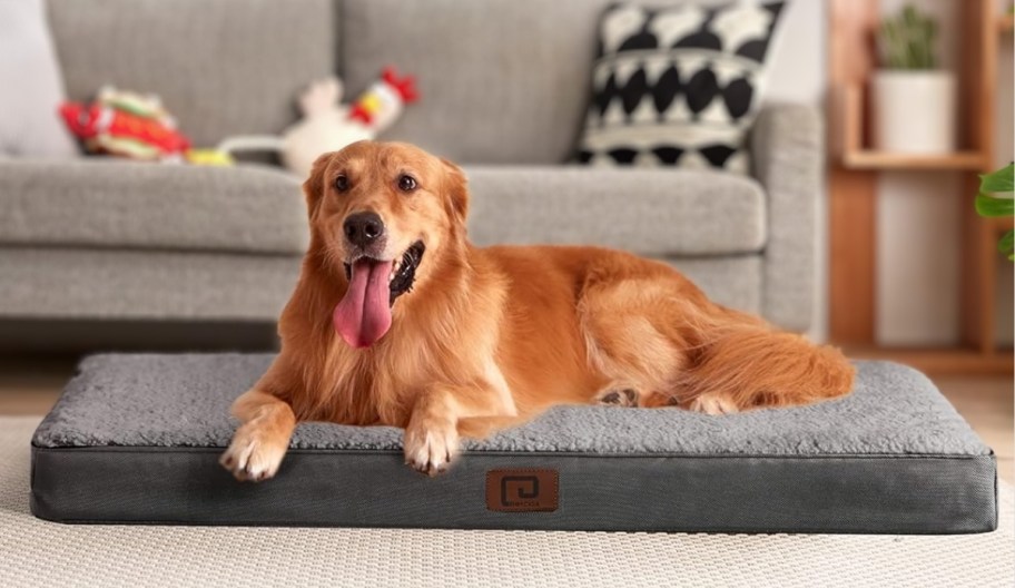 large dog laying on a dog bed