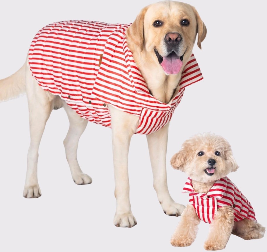 a large dog and a small dog wearing red 7 white striped puffer jackets