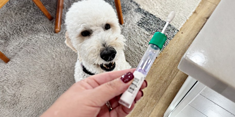 white dog with hand holding test tube in front of it 