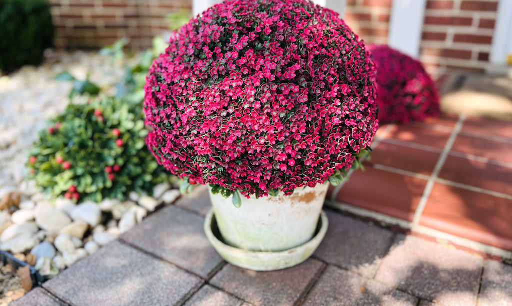 Big fake mom in the pot 