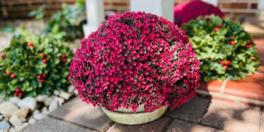 Faux Floral Spheres from $18.49 Shipped Each