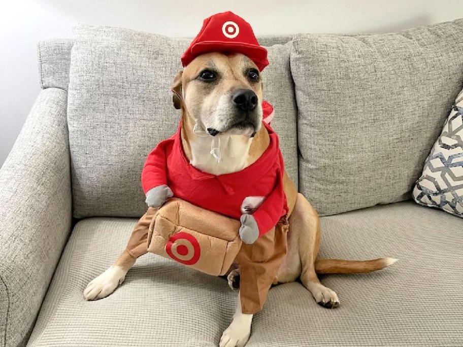 dog on a couch wearing a target pet costume