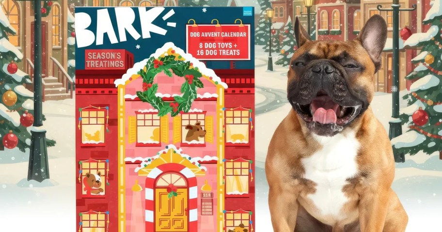 BarkBox Advent Calendar with french bulldog