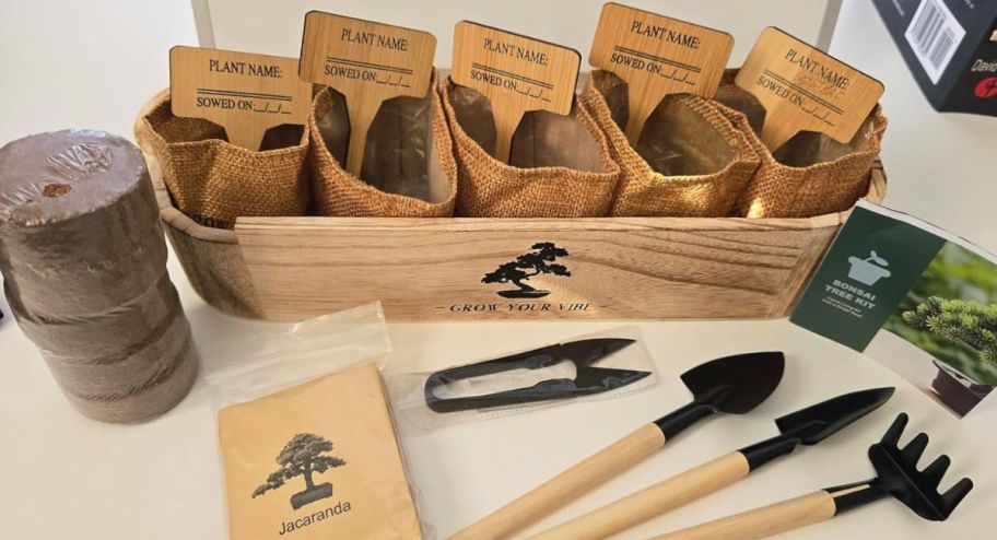 Bonsai Tree Starter Kit on display