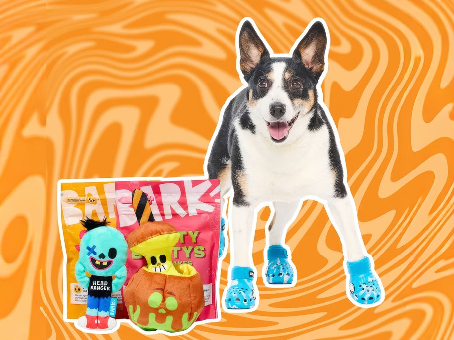 Dog wearing crocs with a bark box
