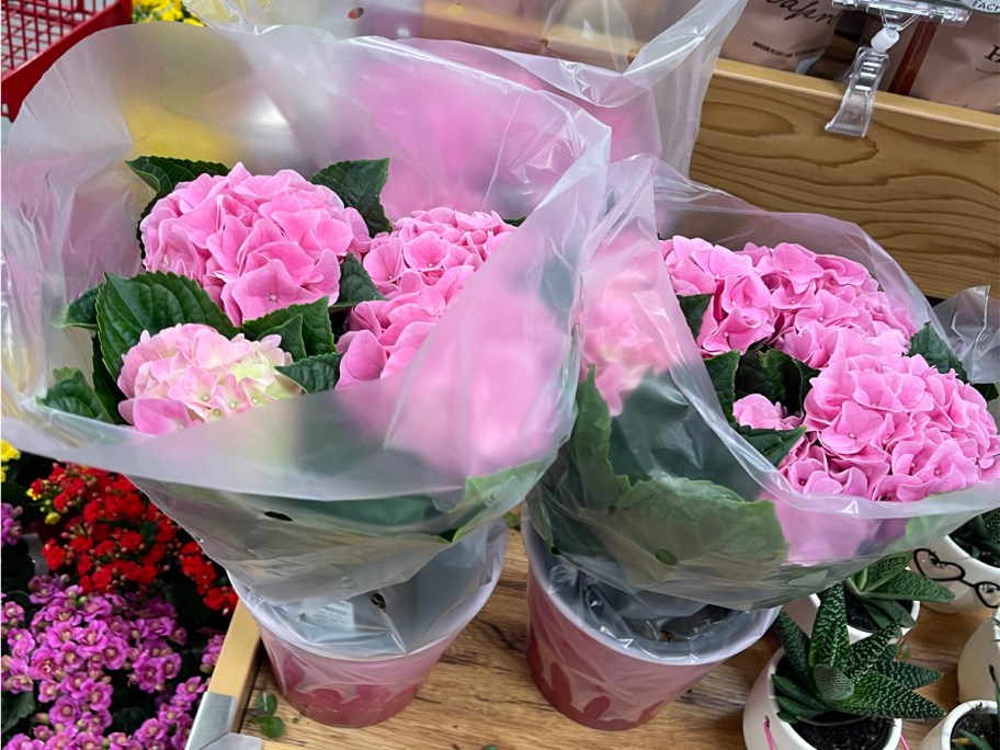 Hydrangea in Self Hydrating Pot