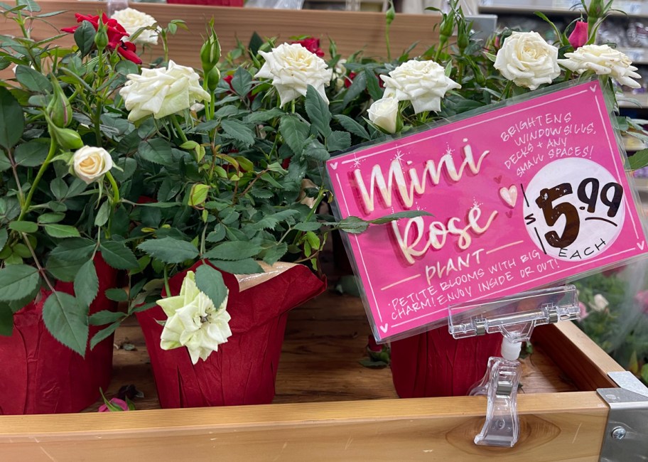 Trader Joe's Mini Rose