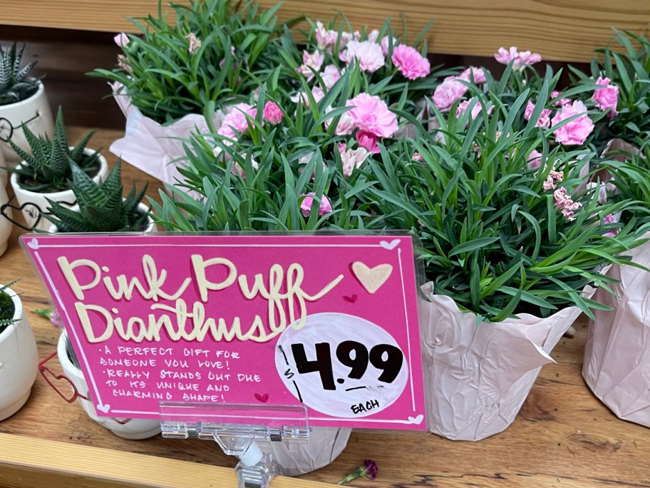 Pink Puff Dianthus